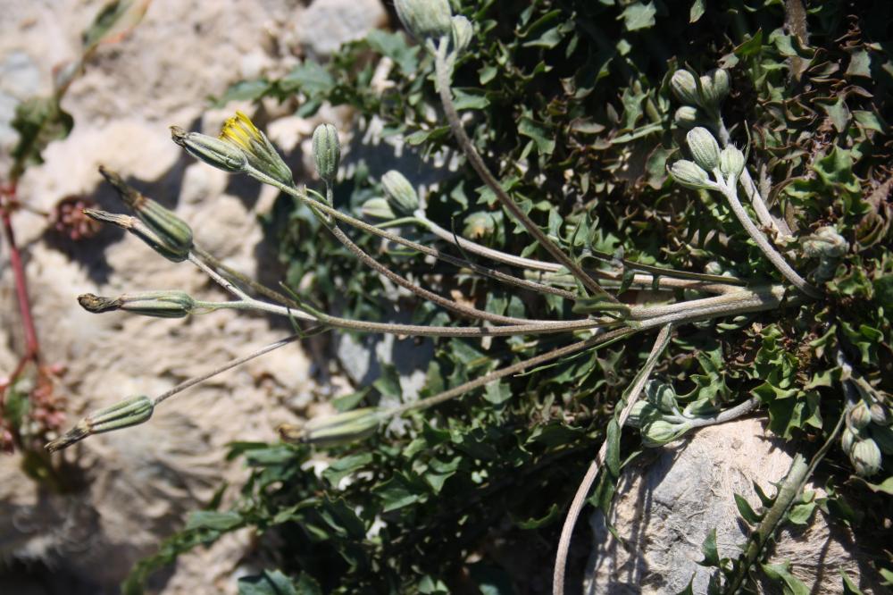 La Crépide à feuilles de capselle Crepis bursifolia L., 1753