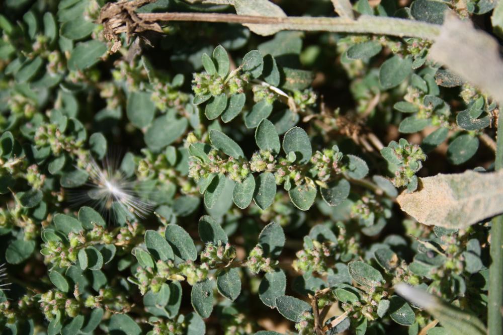 Le Euphorbe prostrée Euphorbia prostrata Aiton, 1789