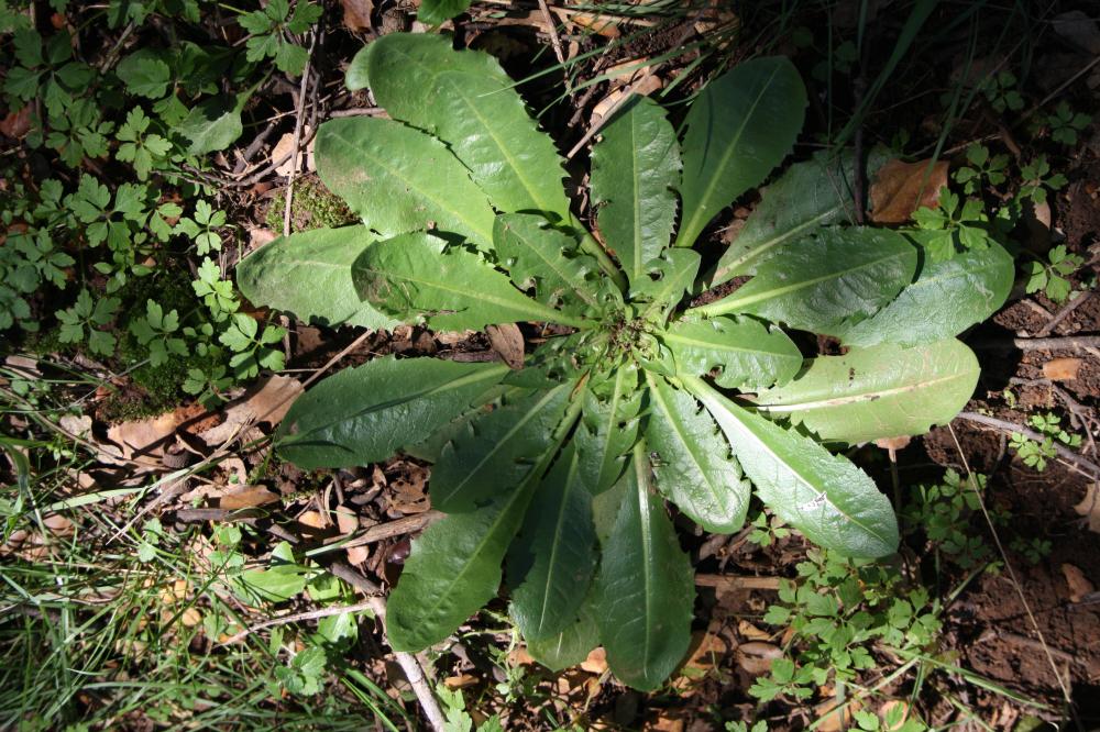Le Pissenlit à feuilles obovales Taraxacum obovatum (Waldst. & Kit. ex Willd.) DC., 1809