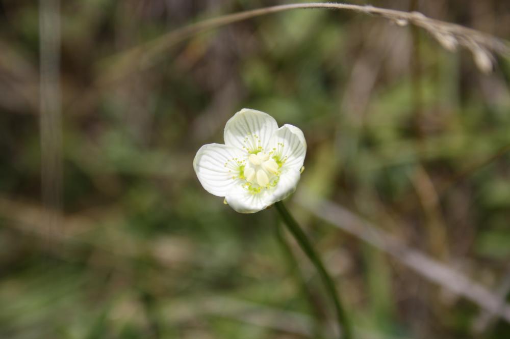 La Parnassie des marais, Hépatique blanche Parnassia palustris L., 1753
