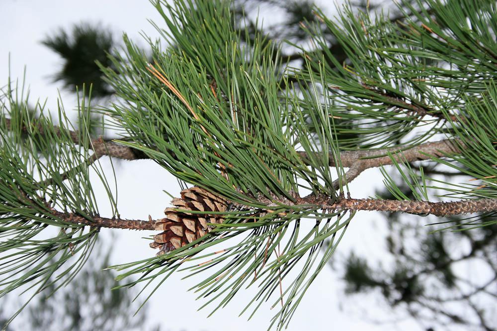Le Pin noir d'Autriche Pinus nigra J.F.Arnold, 1785