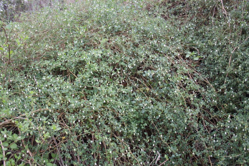 Le Muguet des pampas Salpichroa origanifolia (Lam.) Baill., 1888