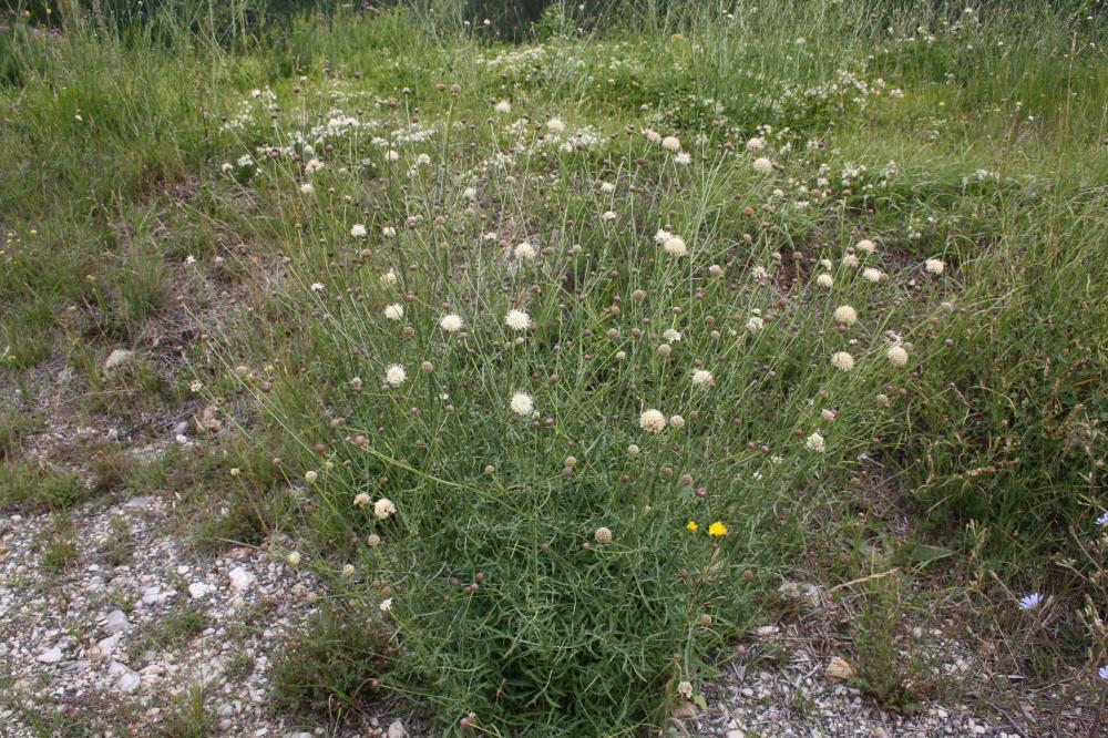 La Céphalaire blanche, Céphalaire à fleurs blanches Cephalaria leucantha (L.) Schrad. ex Roem. & Schult., 1818