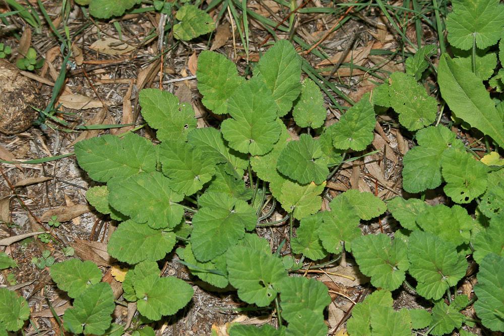 Érodium Fausse-Mauve, Érodium à feuilles de Mauve Erodium malacoides (L.) L'Hér., 1789