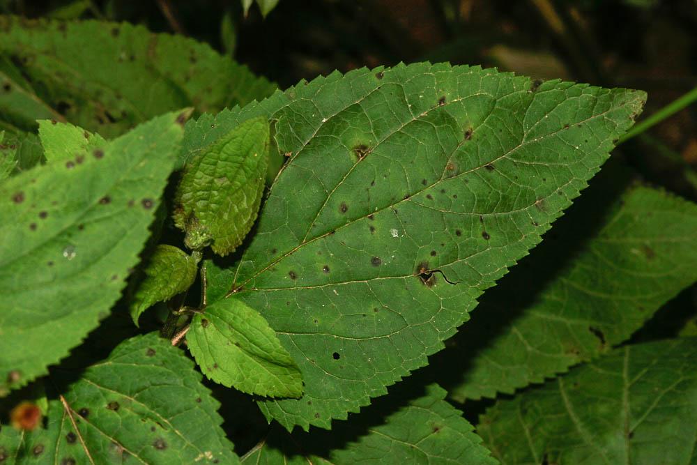 Scrophulaire noueuse Scrophularia nodosa L., 1753