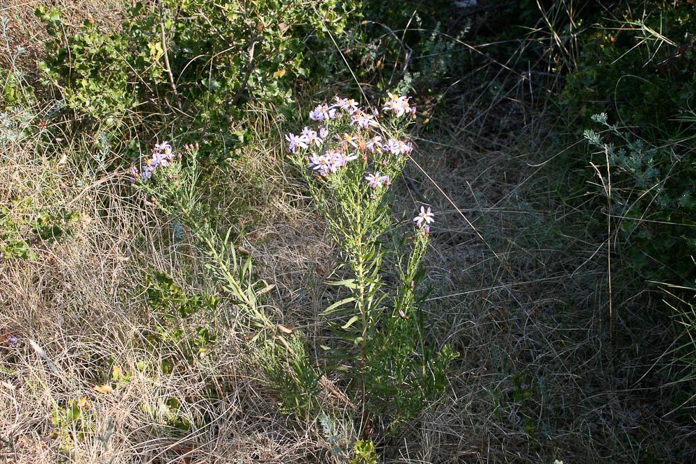 Aster âcre Galatella sedifolia (L.) Greuter, 2003