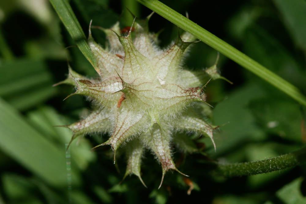 Le Trèfle renversé, Trèfle de Perse Trifolium resupinatum L., 1753