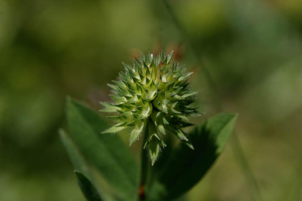 Le Trèfle écailleux Trifolium squamosum L., 1759