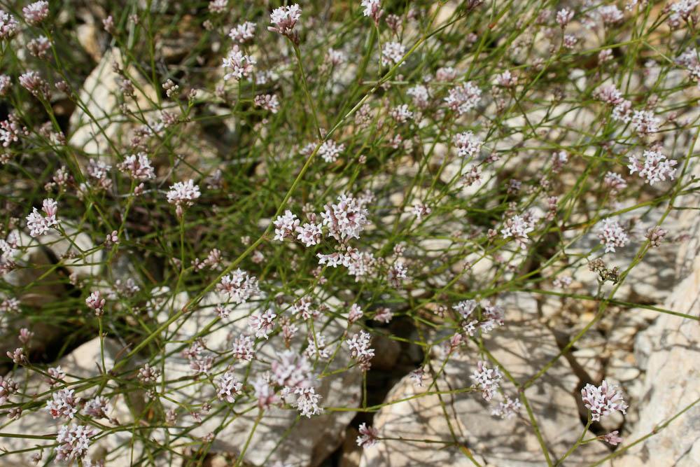 Le Herbe à l'esquinancie, Aspérule des sables Asperula cynanchica L., 1753