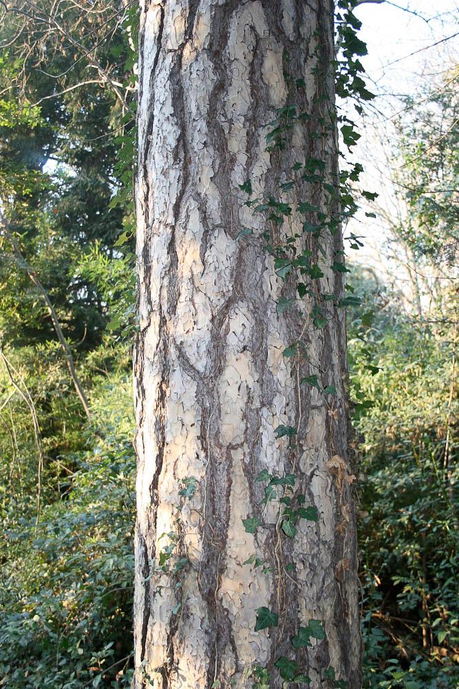 Largge Pinus nigra subsp. laricio Maire, 1928