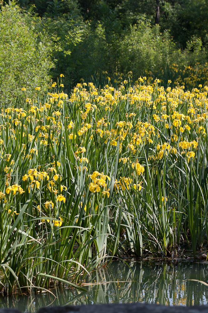 Iris faux acore, Iris des marais Iris pseudacorus L., 1753