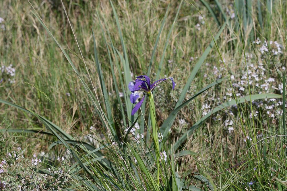 Le Iris maritime Iris reichenbachiana Klatt, 1866