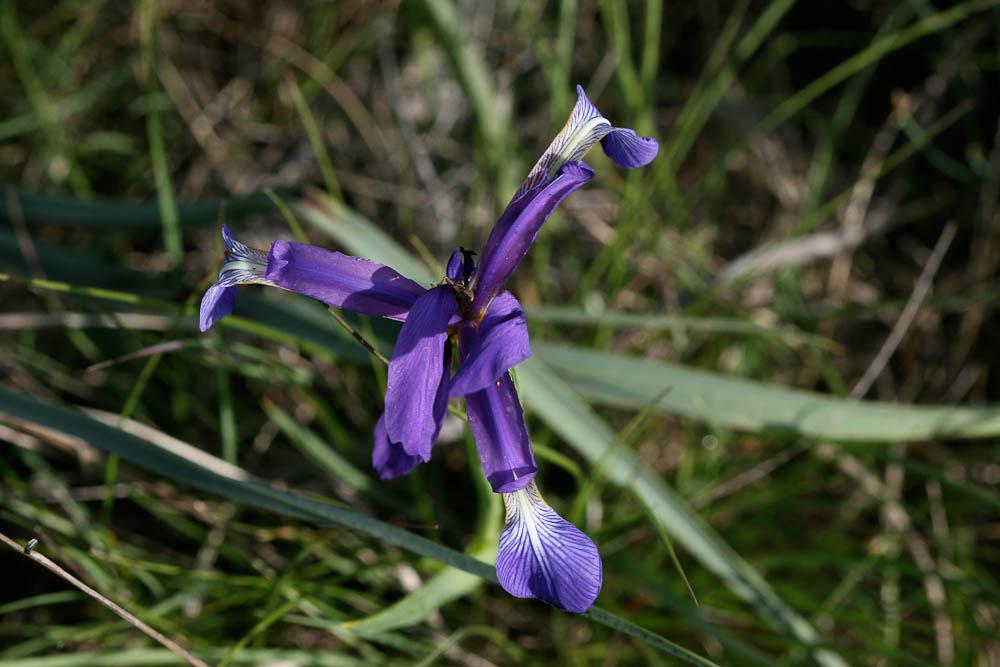 Iris maritime Iris reichenbachiana Klatt, 1866