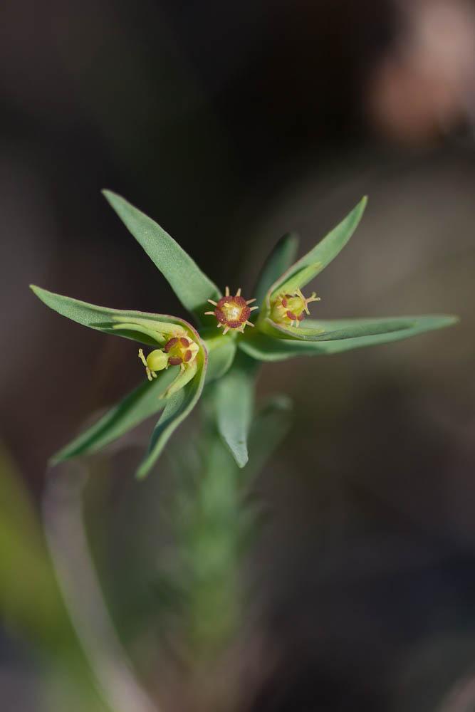 Euphorbe fluette Euphorbia exigua L., 1753