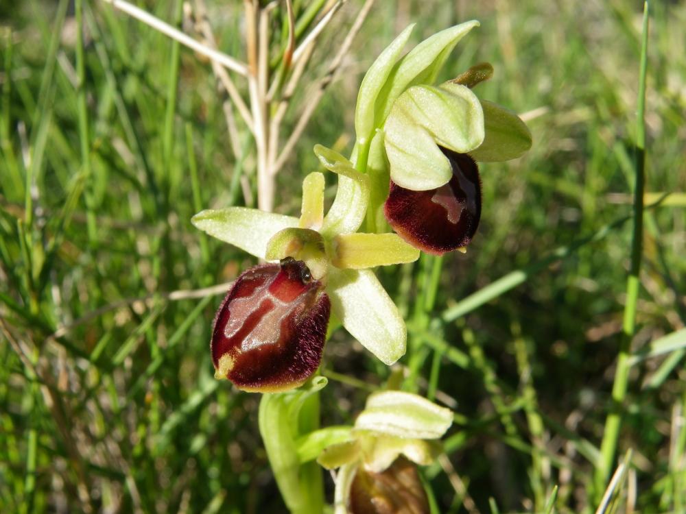 Le Ophrys araignée, Oiseau-coquet Ophrys aranifera Huds., 1778