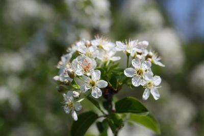 Bois de Sainte-Lucie, Prunier de Sainte-Lucie, Ama Prunus mahaleb L., 1753