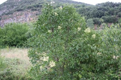 Troène luisant Ligustrum lucidum W.T.Aiton, 1810