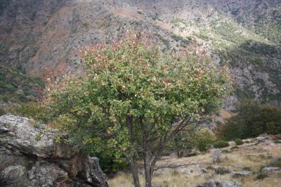 Alouchier, Alisier blanc Sorbus aria (L.) Crantz, 1763