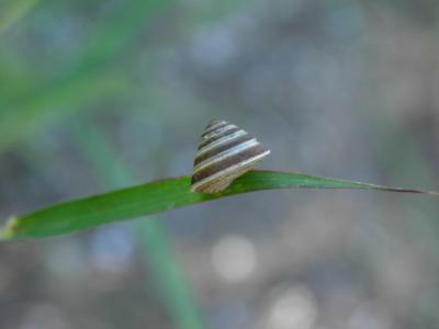 Troque élégante Trochoidea elegans (Gmelin, 1791)