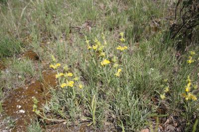 Lychnite Phlomis lychnitis L., 1753