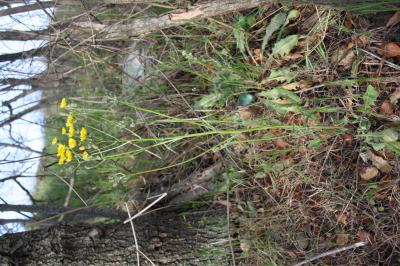 Crépide à feuilles de pissenlit, Barkhausie à feui Crepis vesicaria subsp. taraxacifolia (Thuill.) Thell. ex Schinz & R.Keller, 1914