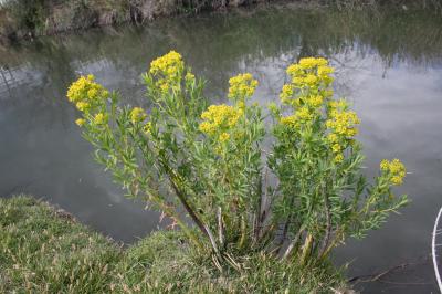 Euphorbe des marais Euphorbia palustris L., 1753