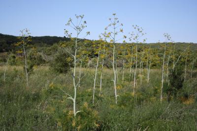 Ferule commune, Pamelier Ferula communis L., 1753