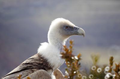 Vautour fauve Gyps fulvus (Hablizl, 1783)