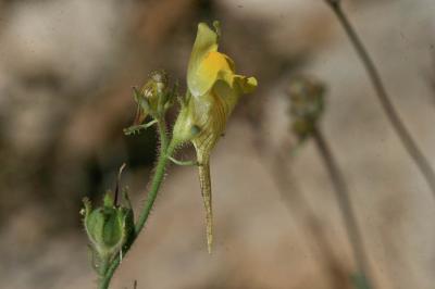 Linaire couchée Linaria supina (L.) Chaz., 1790