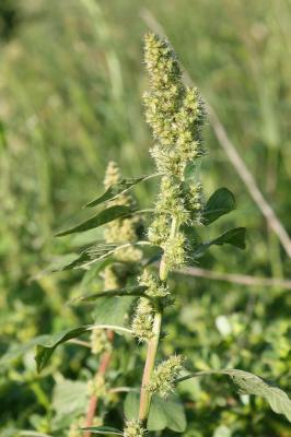 Amarante réfléchie, Amaranthe à racine rouge, Blé  Amaranthus retroflexus L., 1753