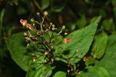 Scrophulaire noueuse Scrophularia nodosa L., 1753