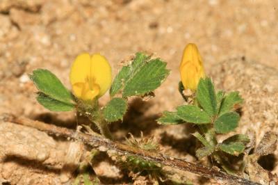 Luzerne polymorphe, Luzerne à fruits nombreux Medicago polymorpha L., 1753