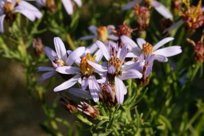 Aster âcre Galatella sedifolia (L.) Greuter, 2003