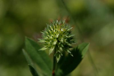 Trèfle écailleux Trifolium squamosum L., 1759