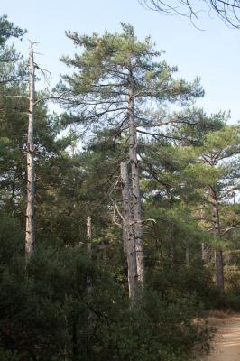 Largge Pinus nigra subsp. laricio Maire, 1928