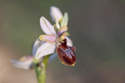 Ophrys Araignée, Ophrys en forme d'araignée, Ophry Ophrys arachnitiformis Gren. & M.Philippe, 1860