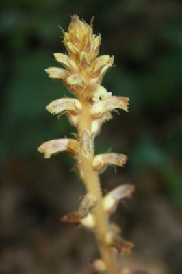 Orobanche du lierre Orobanche hederae Vaucher ex Duby, 1828