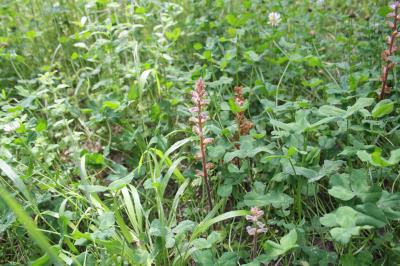 Orobanche crénelée Orobanche crenata Forssk., 1775