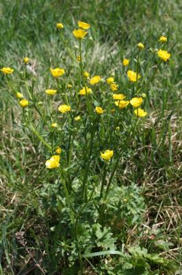 Renoncule bulbeuse Ranunculus bulbosus L., 1753