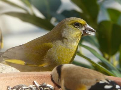 Verdier d'Europe Carduelis chloris (Linnaeus, 1758)