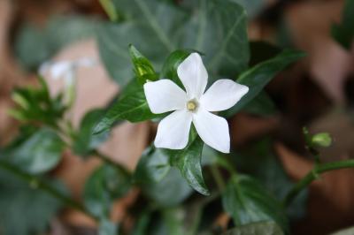 Pervenche intermédiaire Vinca difformis Pourr., 1788