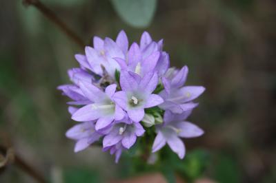 Campanule agglomérée Campanula glomerata L., 1753