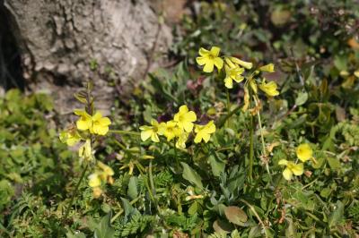 Oxalis pied-de-chèvre Oxalis pes-caprae L., 1753