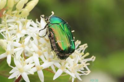 Cétoine dorée (la), Hanneton des roses Cetonia aurata (Linnaeus, 1758)