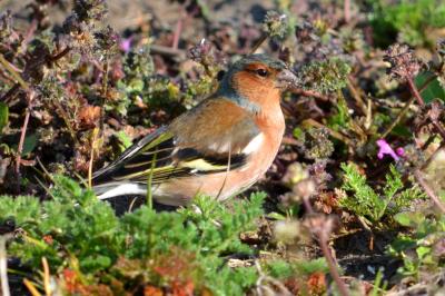 Pinson des arbres Fringilla coelebs Linnaeus, 1758