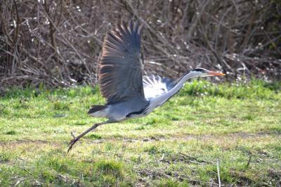 Héron cendré Ardea cinerea Linnaeus, 1758