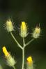 Crépis à petites fleurs Crepis micrantha Czerep., 1964