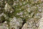 Herbe à l'esquinancie, Aspérule des sables Asperula cynanchica L., 1753