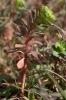 Euphorbe réveil matin, Herbe aux verrues Euphorbia helioscopia L., 1753