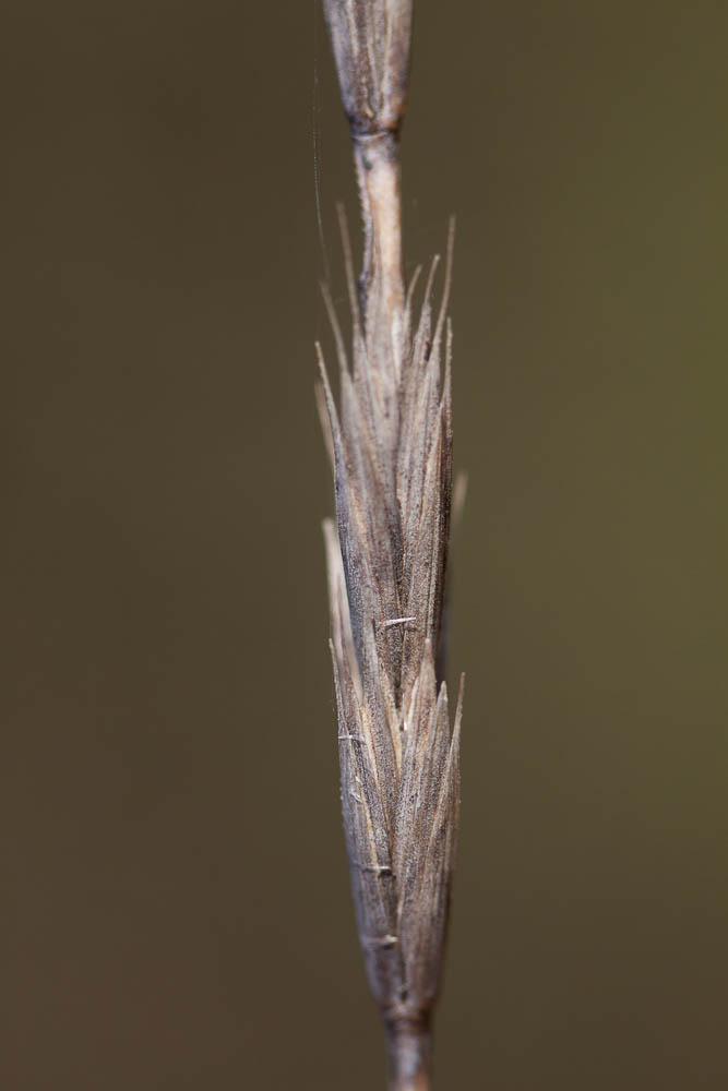 Chiendent commun, Chiendent rampant Elytrigia repens (L.) Desv. ex Nevski, 1934